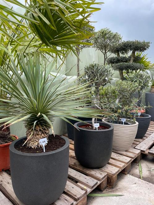 Olijfbomen Palmbomen Yucca’s en plantenbakken, Tuin en Terras, Planten | Tuinplanten, Overige soorten, Volle zon, Zomer, Verzenden