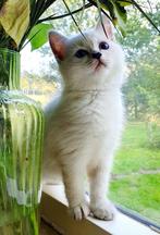 prachtig schitterend BKH x Maine coon kittens, Meerdere dieren, 0 tot 2 jaar