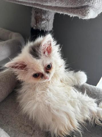 Perzichse langhaar/britsekorthaar kitten beschikbaar voor biedingen