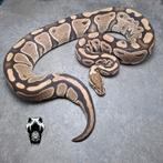 0.1 wildkleur het clown bewezen kweekvrouw (python regius), Dieren en Toebehoren, Reptielen en Amfibieën, Slang, Tam, 7 tot 10 jaar