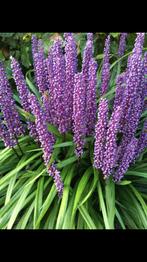Liriope/Lelie gras, groen blijvend rijke bloei NU 2,25 OP=OP, Vaste plant, Halfschaduw, Zomer, Ophalen