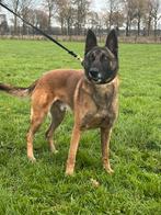 Mooie mechelse herder ter overname, Dieren en Toebehoren, Honden | Herdershonden en Veedrijvers, Rabiës (hondsdolheid), Reu, Eén hond