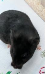 Hamster, Dieren en Toebehoren, Knaagdieren, Hamster, Vrouwelijk, Tam, September