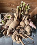 Oud ras Dahlia kleur midden-rood (5 stuks), Ophalen, Voorjaar, Halfschaduw, Knol