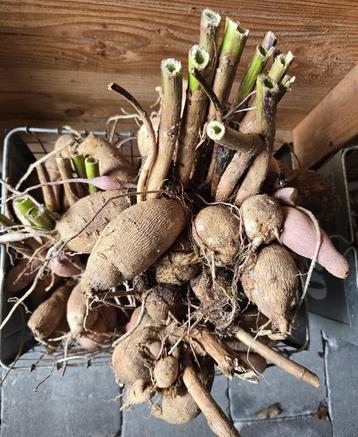 Oud ras Dahlia kleur midden-rood (5 stuks) beschikbaar voor biedingen
