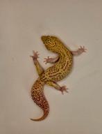 Luipaardgekko Mack Snow RAPTOR kweekman, Dieren en Toebehoren, Reptielen en Amfibieën, Hagedis, 3 tot 6 jaar