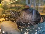 Muskus schildpad +alle toebehoren, Dieren en Toebehoren, Reptielen en Amfibieën, Schildpad