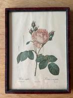 Schilderij met Rosa Centifolia, Antiek en Kunst, Verzenden