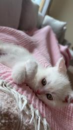 Britse korthaar- 0614705580, Dieren en Toebehoren, Katten en Kittens | Raskatten | Korthaar, Kater, Ontwormd, 0 tot 2 jaar