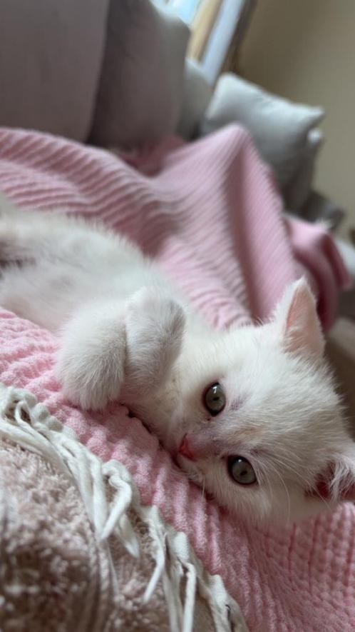 Britse korthaar- 0614705580, Dieren en Toebehoren, Katten en Kittens | Raskatten | Korthaar, Kater, 0 tot 2 jaar, Ontwormd