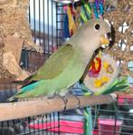 Agapornis roseicollis pop van 09-10-2025, Dieren en Toebehoren, Vogels | Parkieten en Papegaaien, Vrouwelijk, Dwergpapegaai of Agapornis