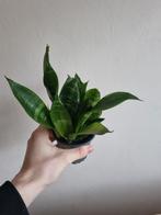 Sanseveria 'Vrouwentong' - Leuk en makkelijk!, Ophalen of Verzenden, Halfschaduw, Minder dan 100 cm