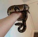 Konings python, Slang