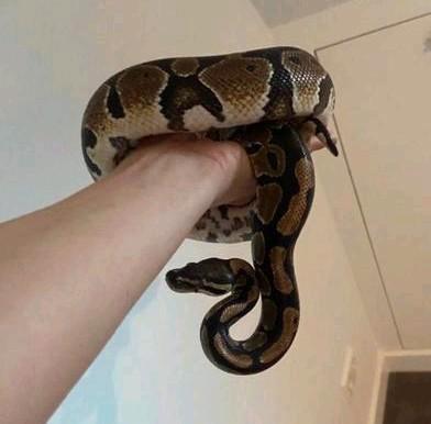 Konings python, Dieren en Toebehoren, Reptielen en Amfibieën, Slang