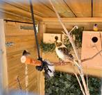 Prachtige jonge kanarie., Dieren en Toebehoren, Vogels | Kanaries, Geslacht onbekend