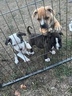 Staffordshire bull Terriër pup, België, Fokker | Hobbymatig, Overige rassen, CDV (hondenziekte)
