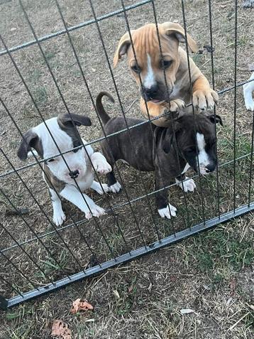 Staffordshire bull Terriër pup beschikbaar voor biedingen