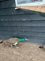 Pauw haan, Dieren en Toebehoren, Pluimvee, Mannelijk, Kip