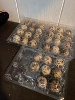 Japanse kwartel broedeieren, Dieren en Toebehoren, Pluimvee, Geslacht onbekend, Overige soorten