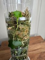 Hoya imbricata, Huis en Inrichting, Kamerplanten, Ophalen of Verzenden, Overige soorten, Halfschaduw, Minder dan 100 cm