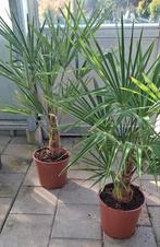 Trachycarpus fortunei palmboom winterhard, 100 tot 250 cm, Zomer, Palmboom, Ophalen