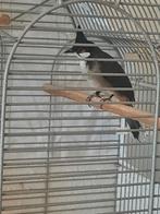 Roodoor Buulbuul - Roodoorbuulbuul, Dieren en Toebehoren, Geslacht onbekend, Tropenvogel, Geringd