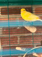 Kanarie man te koop, Dieren en Toebehoren, Vogels | Kanaries, Mannelijk, Zangkanarie