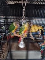 Pyrrhura 9 weekjes, Dieren en Toebehoren, Vogels | Parkieten en Papegaaien, Geslacht onbekend, Parkiet, Tam