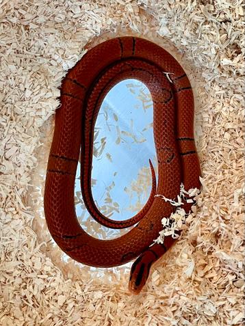 0.1 Oreocryptophis pulchra / pulcher 2024 beschikbaar voor biedingen