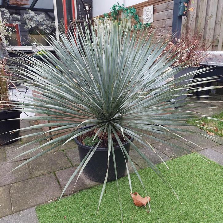 Wegens omstandigheden te koop prachtige yucca Rostrata, Tuin en Terras, Planten | Tuinplanten, Overige soorten, Volle zon, Ophalen