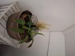 Kamerplant arrangement, Huis en Inrichting, Kamerplanten, Ophalen, Overige soorten, In pot, Minder dan 100 cm