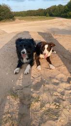 Bordercollie pups, Dieren en Toebehoren, Honden | Herdershonden en Veedrijvers, 8 tot 15 weken, Collie, Meerdere, Meerdere dieren