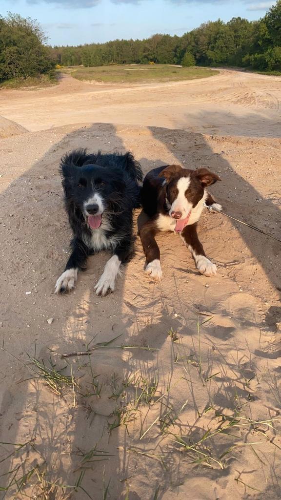 Bordercollie pups, Dieren en Toebehoren, Honden | Herdershonden en Veedrijvers, Meerdere dieren, Collie, Particulier, Meerdere
