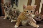 Lieve, makke, speelse en sociale kittens te koop, Meerdere dieren, Kortharig, 0 tot 2 jaar