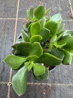 Crassula pot112cm, Ophalen of Verzenden, Halfschaduw, Minder dan 100 cm