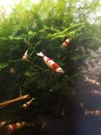 Crystal red garnalen diep rood & wit, gradatie S+., Dieren en Toebehoren, Vissen | Aquaria en Toebehoren, Ophalen, Nieuw