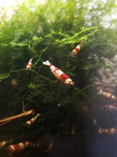 Crystal red garnalen diep rood & wit, gradatie S+., Dieren en Toebehoren, Vissen | Aquaria en Toebehoren, Nieuw, Ophalen
