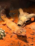 Mannetje luipaard gekko, Dieren en Toebehoren, Reptielen en Amfibieën, Hagedis, 0 tot 2 jaar