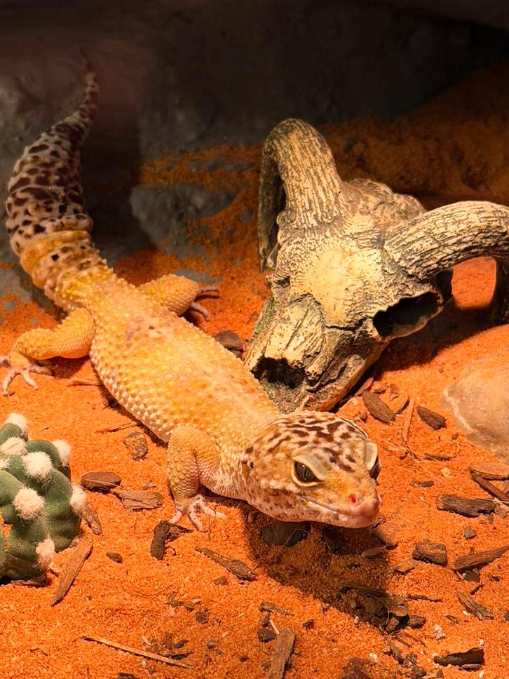 Mannetje luipaard gekko