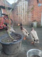 Loopeenden prachtige tamme woerden, Meerdere dieren, Tam