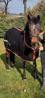 Lieve grote C pony Puk te koop, Dieren en Toebehoren, Recreatiepaard, 11 jaar of ouder, Merrie, Gechipt