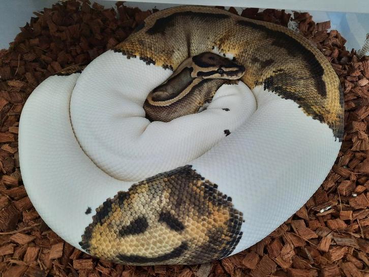 Piebald Ball Python vrouw met smiley tekening, Dieren en Toebehoren, Reptielen en Amfibieën, Slang