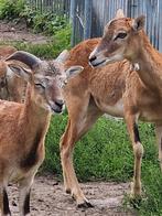 4/4 moeflons, Dieren en Toebehoren, Schapen, Geiten en Varkens, Meerdere dieren, Schaap