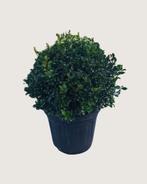 Stijlvolle Ilex bol – groenblijvende eyecatcher!, Ophalen, Hulst, Struik, Minder dan 100 cm