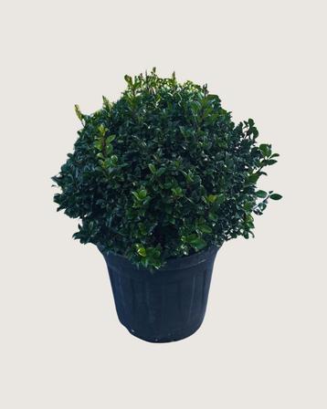  Stijlvolle Ilex bol – groenblijvende eyecatcher!  beschikbaar voor biedingen