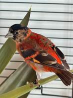 Kapoetsensijs man 2025 natuurbroed, Dieren en Toebehoren, Vogels | Overige Vogels, Mannelijk, Geringd