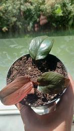 philodendron pink Princess, Huis en Inrichting, Kamerplanten, Ophalen, Overige soorten, Minder dan 100 cm