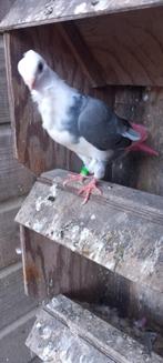 Meeuwtje zuiver, Dieren en Toebehoren, Vogels | Duiven, Geslacht onbekend