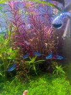Rotala Singapore – gezonde aquariumplant, Ophalen, Nieuw, Plant(en), Steen of Hout