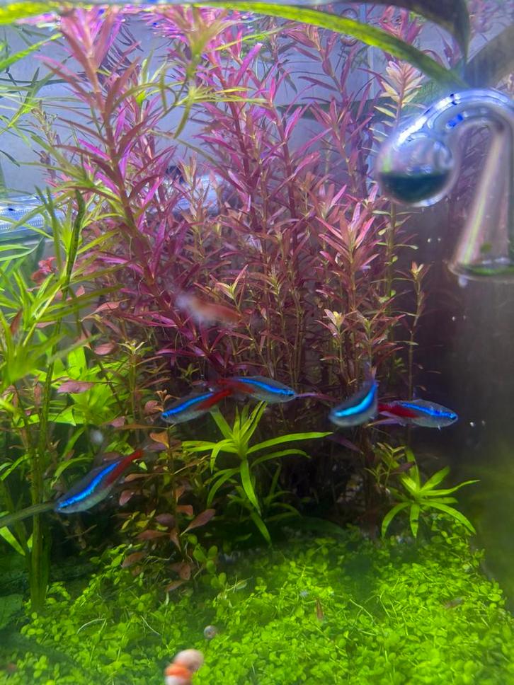 Rotala Singapore – gezonde aquariumplant, Dieren en Toebehoren, Vissen | Aquaria en Toebehoren, Nieuw, Plant(en), Steen of Hout